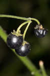 West Indian nightshade